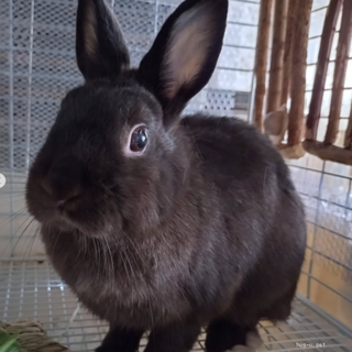 ごはんも探検も大好き【ルチアちゃん】