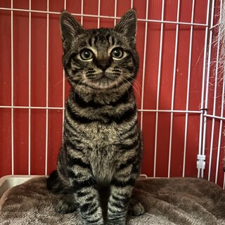 カギしっぽのキジトラちゃん