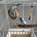 マメルリハ2羽♀の里親を募集します