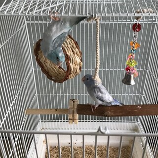 マメルリハ2羽♀の里親を募集します