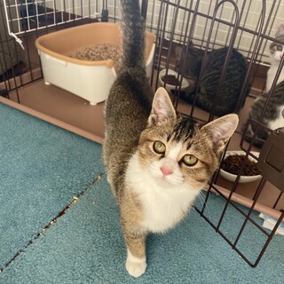 好奇心旺盛なタビーの女の子