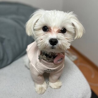 好奇心旺盛☆パワー溢れるマルチーズの男の子ノンタン