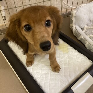 ミニチュアダックス♀[里親急募]