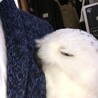 の写真