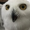 の写真