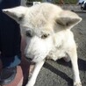 譲渡されました。 サムネイル2