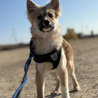 保健所からレスキュー！　かわいい　ルチアちゃん！