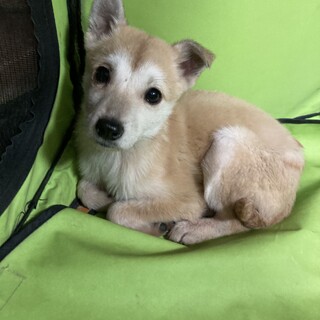 保健所からレスキュー！　元気なマリンちゃん！