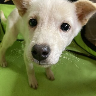 保健所からレスキュー！　優しいパール君！