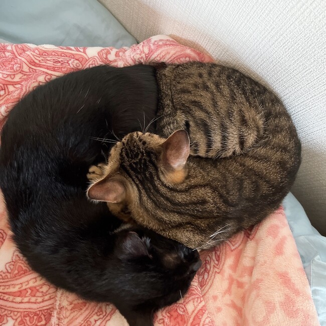 なかやまさん。のカバー写真