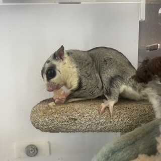 フクロモモンガ  ホワイトフェイス