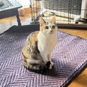 キジ三毛モコちゃん⭐︎キジ白と兄妹