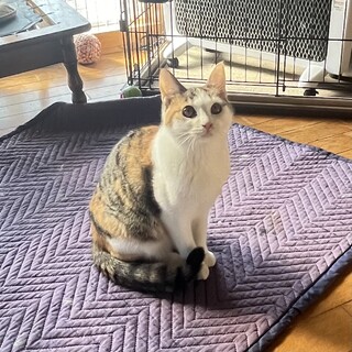 キジ三毛モコちゃん⭐︎キジ白と兄妹