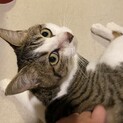 抱っこ大好きなキジ白