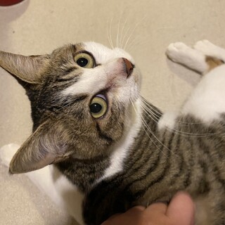 抱っこ大好きなキジ白