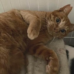 猫の譲渡会　in　名古屋市昭和生涯学習センター サムネイル2