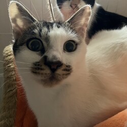 猫の譲渡会　in　名古屋市昭和生涯学習センター サムネイル3