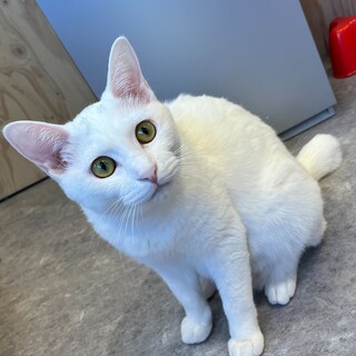 甘えん坊な女の子！なでなで大好き（2/24譲渡会