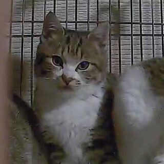 生後3ヶ月の子猫キジ白(♂)