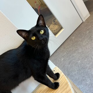 マイペースな女の子！（2/24譲渡会