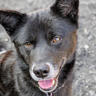 性格良し♪穏やかで優しい男の子、マリオ君