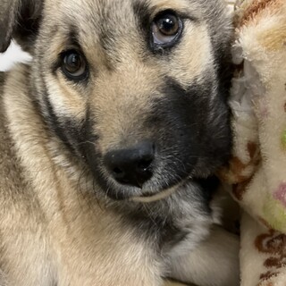 緊急！生後3ケ月位の可愛い子犬　1月30日朝迄