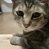 サバトラ☆ボス猫ちゃん　飼育放棄 サムネイル2