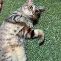 サバトラ☆ボス猫ちゃん　飼育放棄