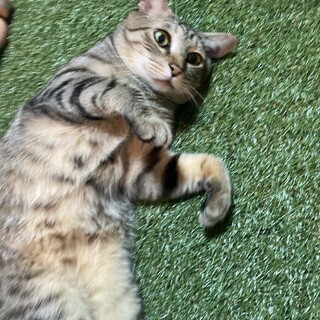 サバトラ☆ボス猫ちゃん　飼育放棄