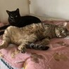 サバトラ☆ボス猫ちゃん　飼育放棄 サムネイル3