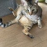 サバトラ☆ボス猫ちゃん　飼育放棄 サムネイル4
