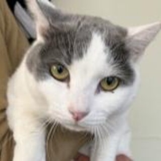 1匹飼いに。白 グレー 抱っこ 猫 女の子 1歳半