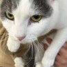 1匹飼いに。白 グレー 抱っこ 猫 女の子 1歳半 サムネイル2