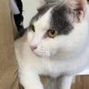 1匹飼いに。白 グレー 抱っこ 猫 女の子 1歳半 サムネイル3
