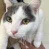 1匹飼いに。白 グレー 抱っこ 猫 女の子 1歳半 サムネイル5