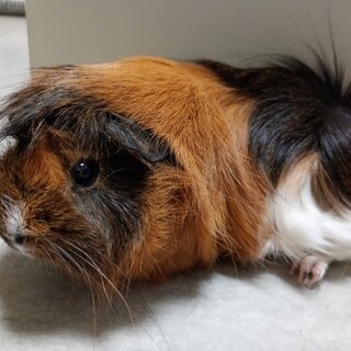 モルモットちゃんの里親募集