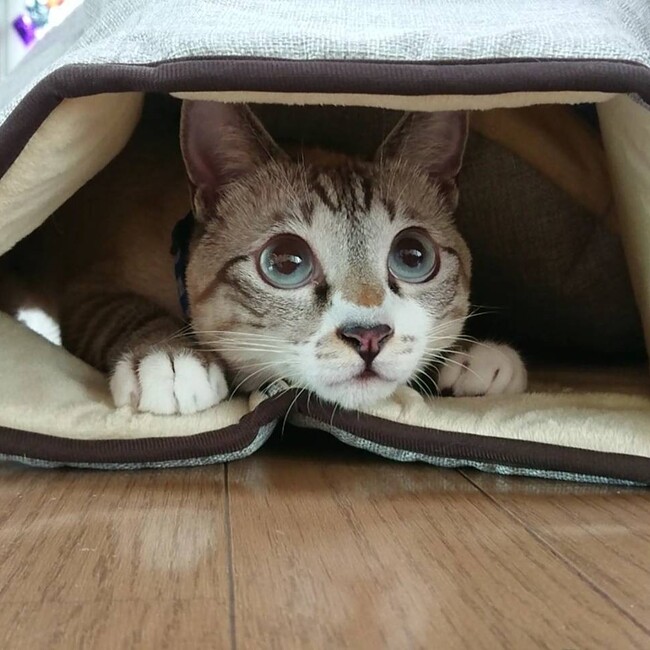 のらネコたすけ隊のカバー写真