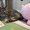 引き取りした子猫の時