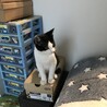 引き取り子猫の時