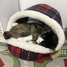 仲良くおねんね
