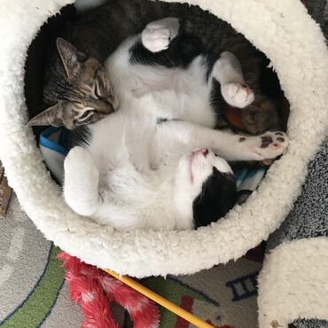 仲良くおねんね