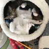 仲良くおねんね