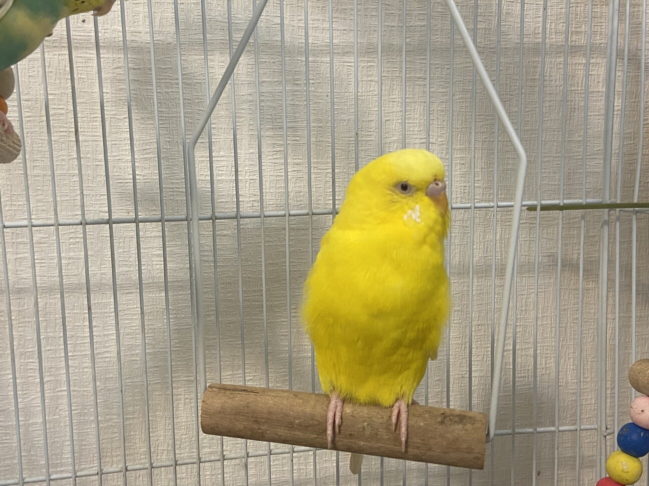 セキセイインコ 4羽」三重県 - 鳥の里親募集(509826) :: ペット
