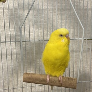 セキセイインコ 4羽