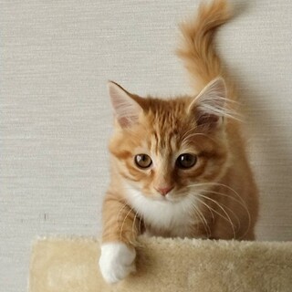 麗しの れいくん