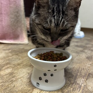 人懐っこいアメリカンショートヘアーミックスちゃん