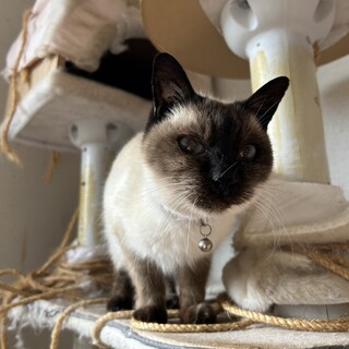 臆病なシャムネコくん