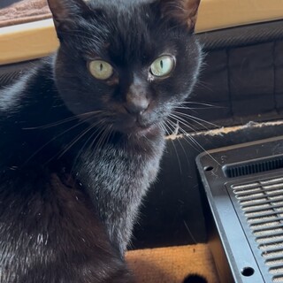 くりくりおめめの黒猫ちゃん