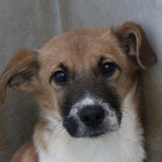 成長が楽しみすぎるポムポムくん