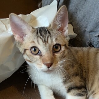 人馴れバッチリ！猫にも人にも優しい人気者